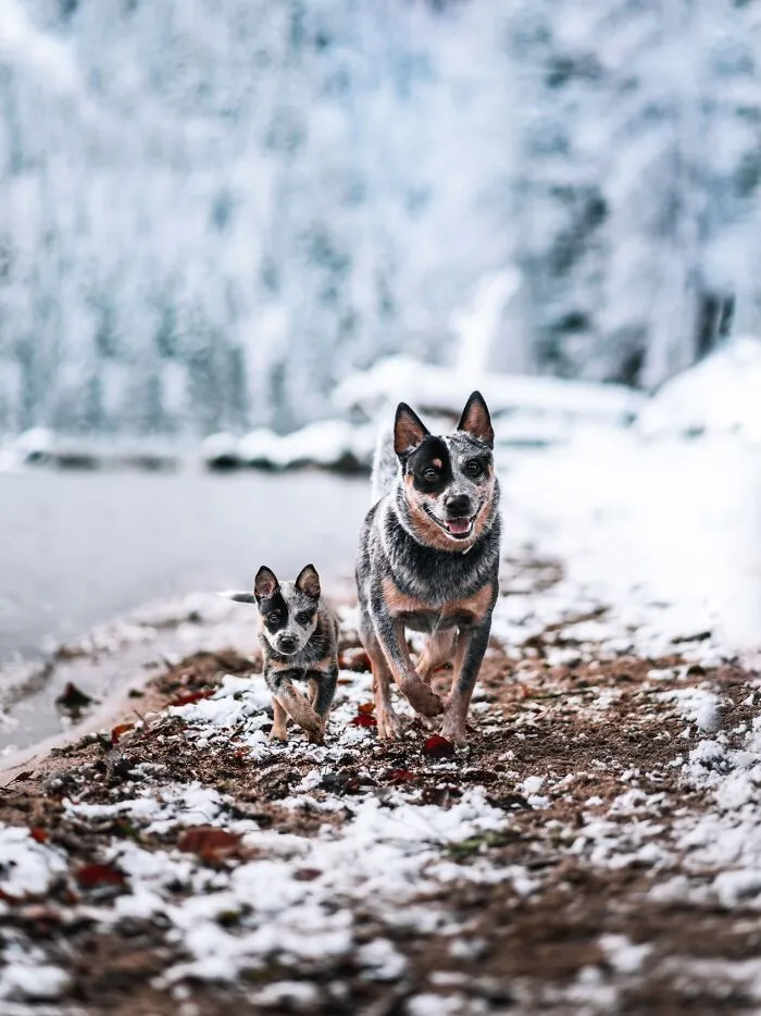 40 Pictures Showing Growth Comparison Of Dogs As Puppies And As Adults In These Combined Photos That I Made