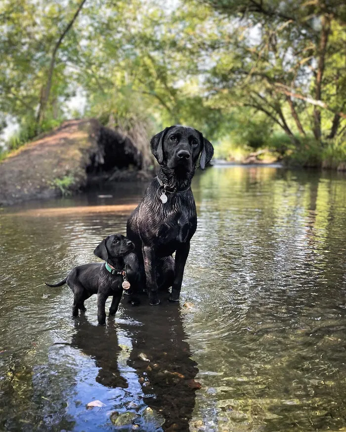 40 Pictures Showing Growth Comparison Of Dogs As Puppies And As Adults In These Combined Photos That I Made
