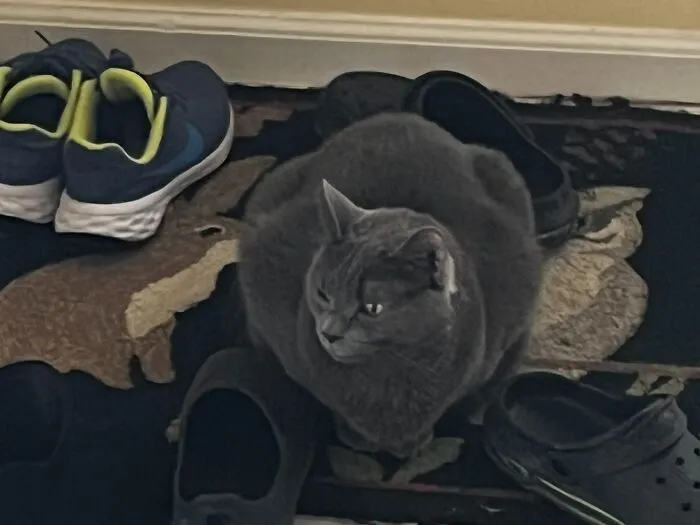 I Captured My Cat Sitting In Weird Spots (20 Pics)