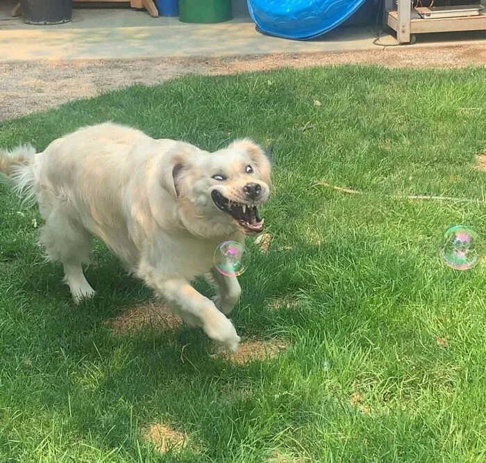 Mi perro se parece a esas antiguas representaciones japonesas de tigres