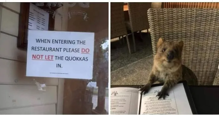43 Funny Animal Memes, As Shared By This Facebook Page