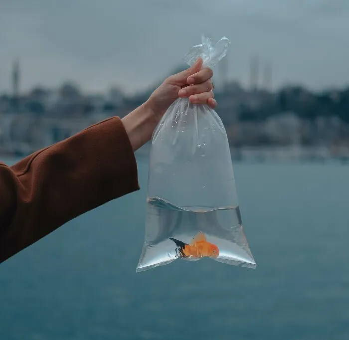 Goldfish In A Glass Bowl (Rome, Italy)