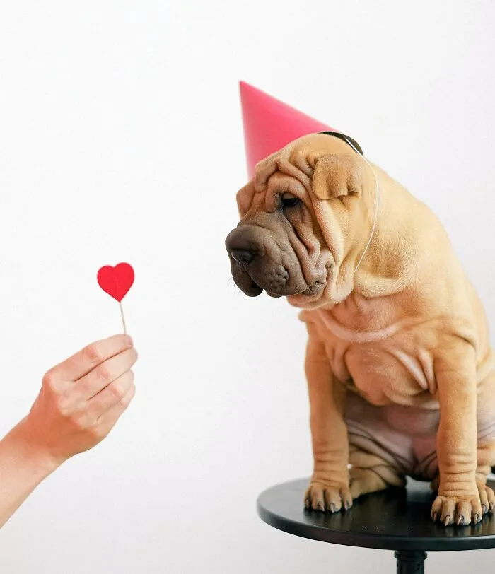 Dog With Hat On Valentine's Day 