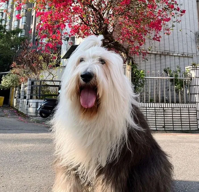 Old English Sheepdog
