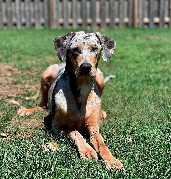 Catahoula Leopard Dog