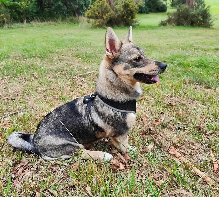 Swedish Vallhund