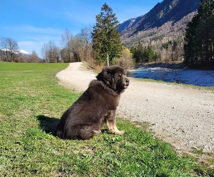 Tibetan Mastiff