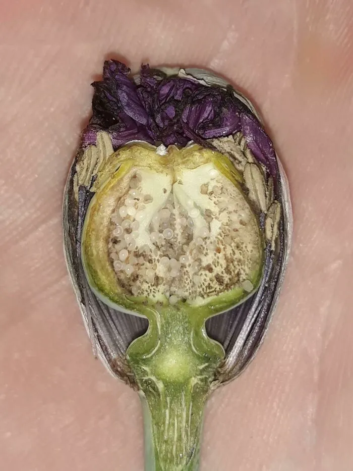  Corte transversal de una flor de amapola antes de que florezca 