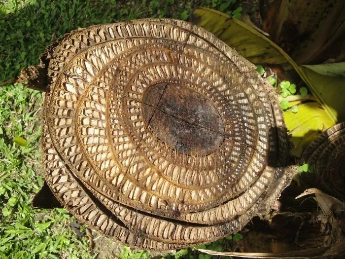 El interior de un árbol de bananas 