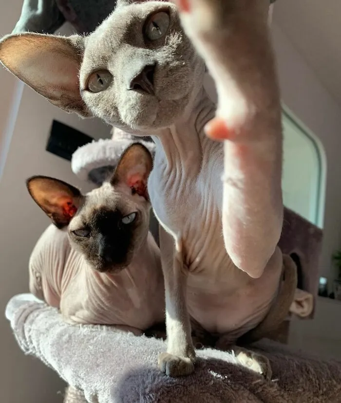 Sphynx