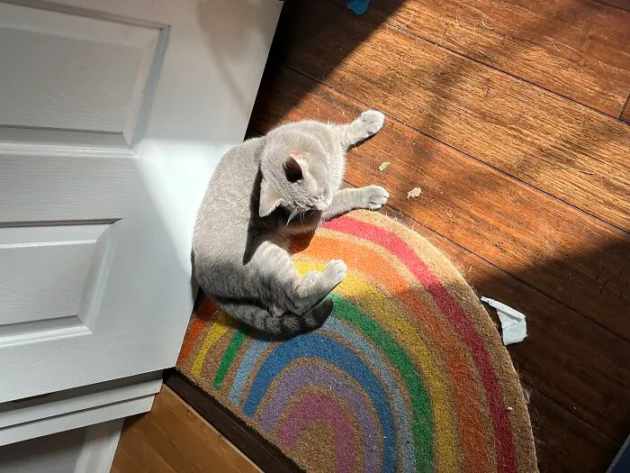 Messy Room, Adorable Cat