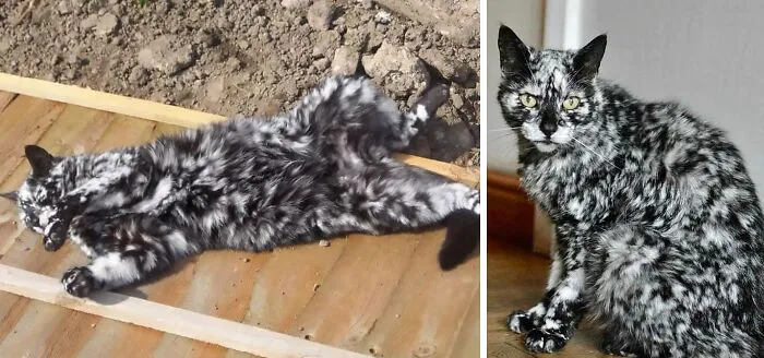Scrappy Is Quite A Unique Cat!