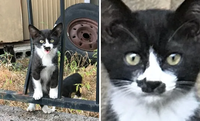 Kitty Has Another Kitty On It's Nose?