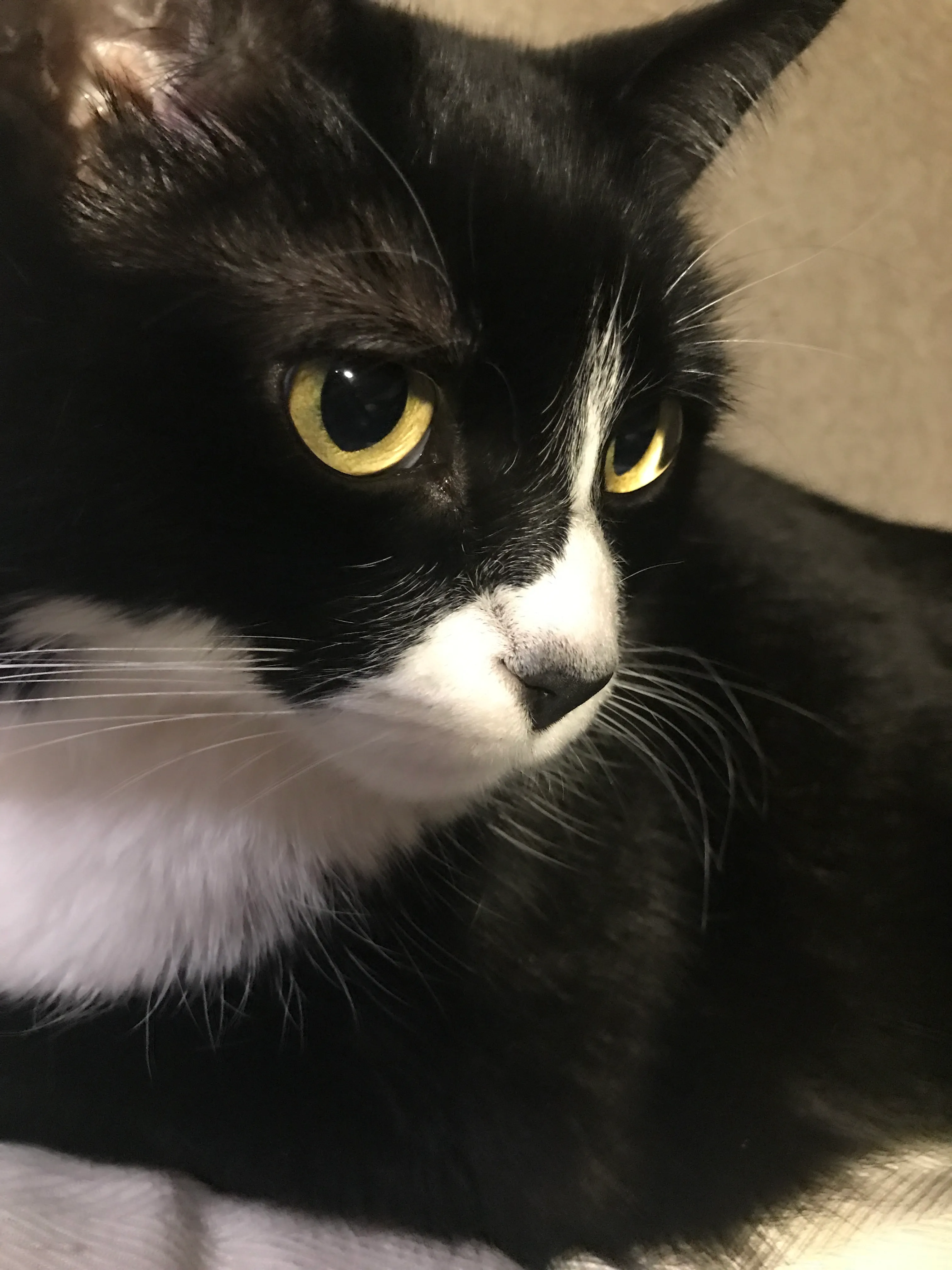 Hey Panda’s, Show Me Your Cat!