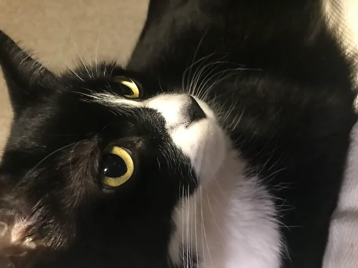 My Tuxedo Cat Named Dolly!