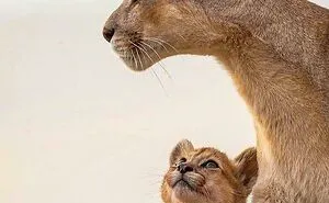 50 Wholesome Photos That Prove We Don’t Deserve Animals