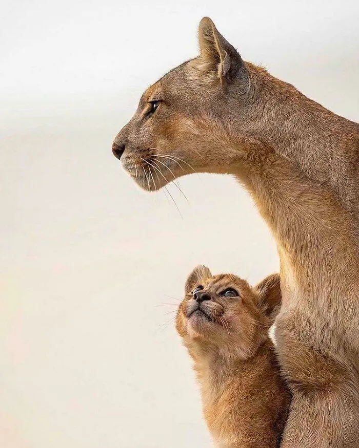 A Puma Cub Admiring His Mother