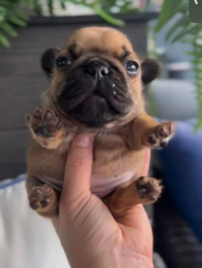 Pequeño y redondito