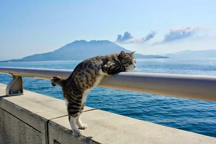 Daydreamer