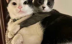 50 Aww-Inducing Pics Of Cats That Are Impossible Not To Enjoy