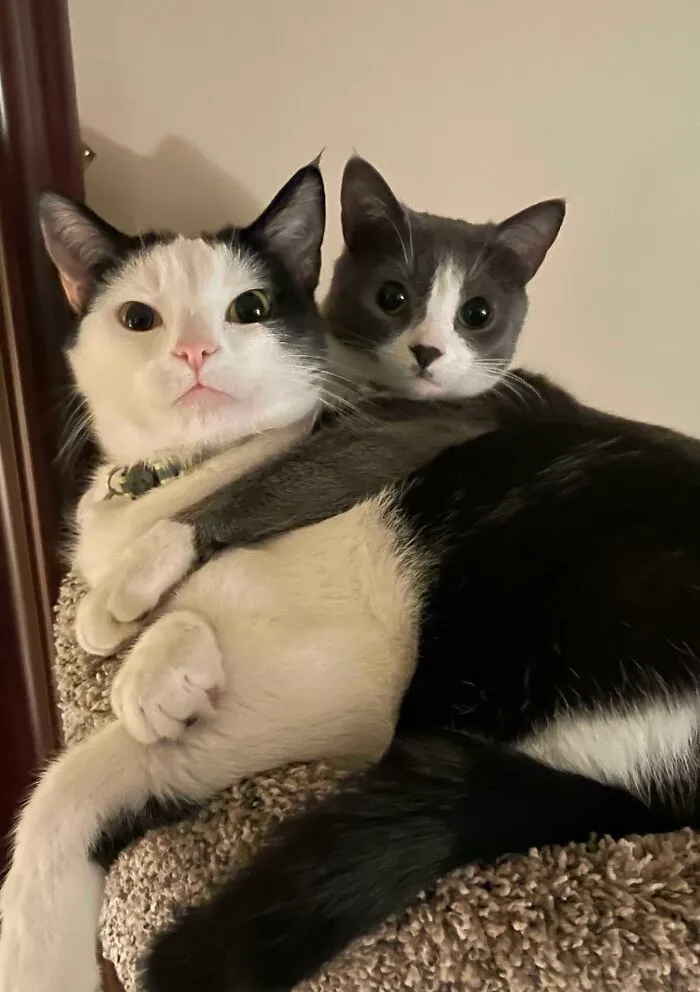 Siblings