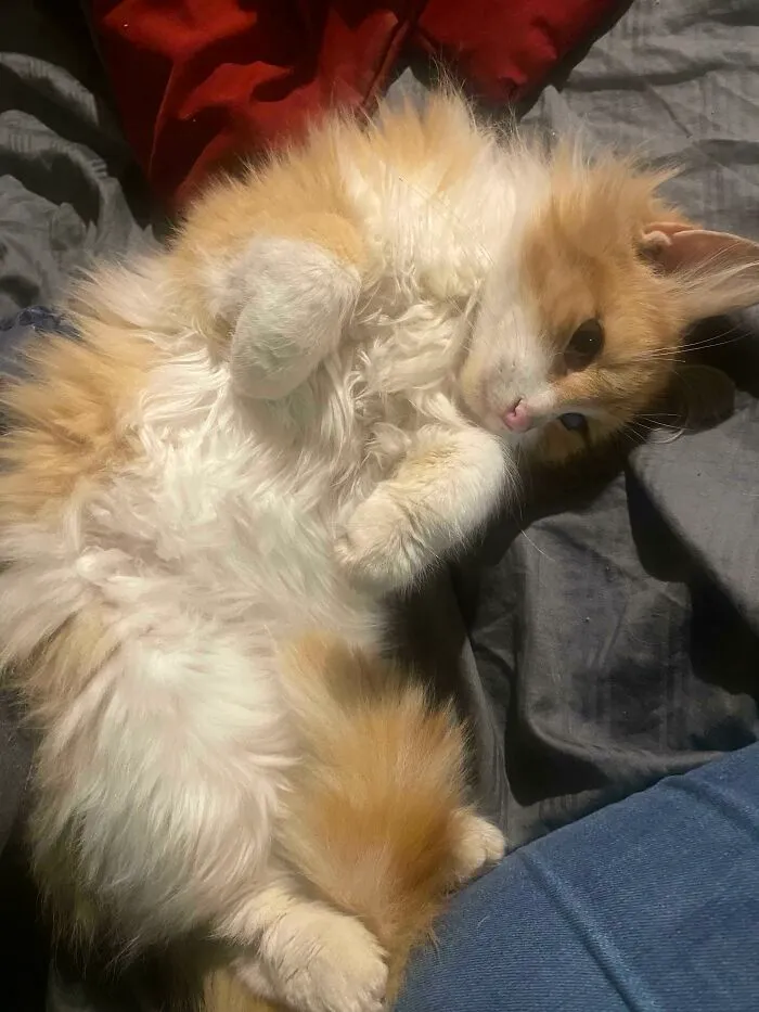 Fluffy orange and white cat lying on its back on a bed, showing its soft fur and cute relaxed pose.