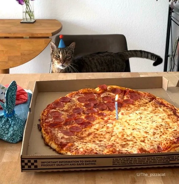 I Don’t Have Kids So I Threw My Kitty A Birthday Party