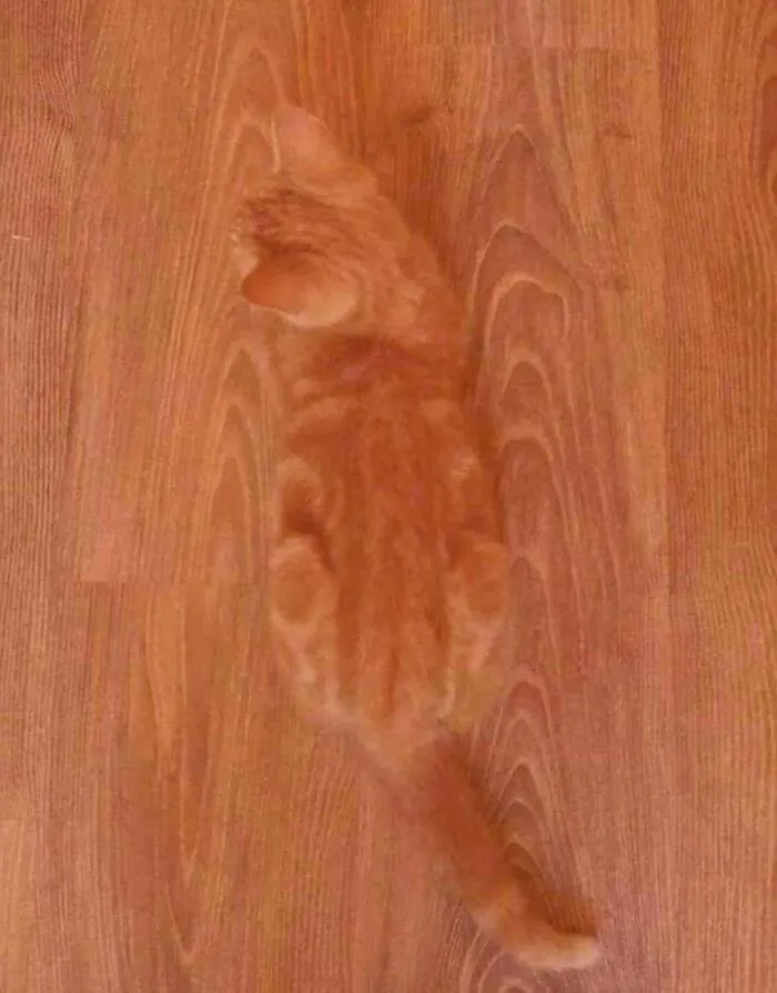 Ciertamente tiene el camuflaje perfecto