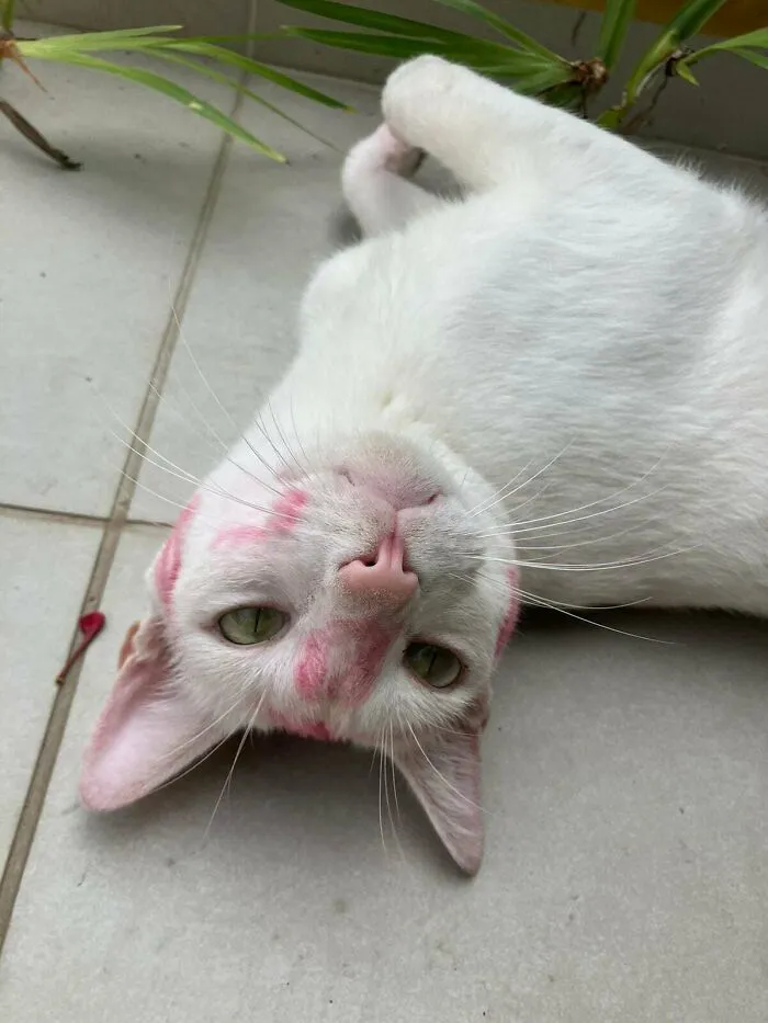 Mi gato volvió a casa así hoy. Al parecer hay una amante de los gatos en el barrio