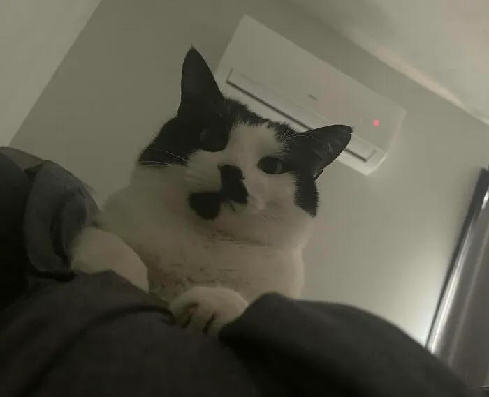 Le doy de comer a las 5:30. Eran las 5:35 y seguía en la cama, así que me miró así