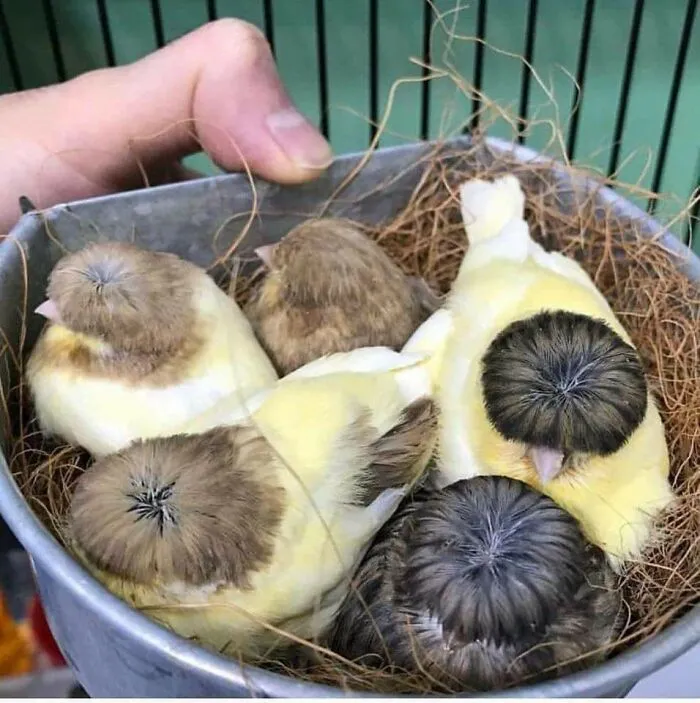 Birds with unusual feather patterns on their heads sitting closely together in a nest, showcasing animals being hilarious.