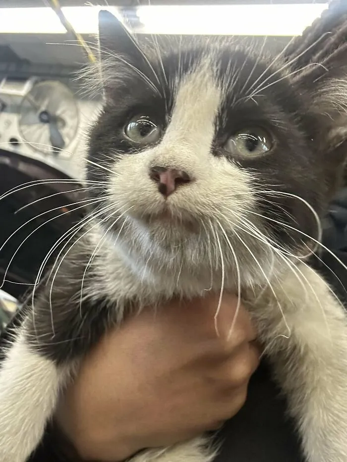 Close-up of one of the cutest cats ever being gently held, showing its detailed whiskers and expressive eyes.