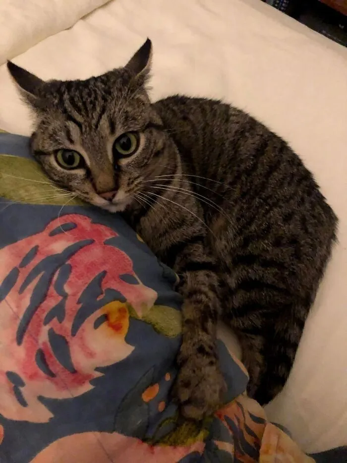 Two Days After Coming Home From The Shelter, And She Hasn't Stopped Hugging Me Since