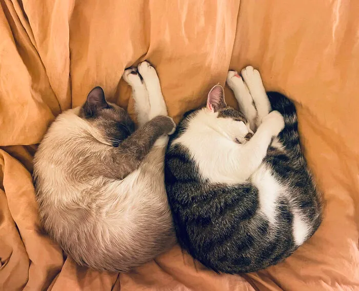 Two of the cutest cats curled up together on a soft blanket, showcasing adorable and heart-melting poses.