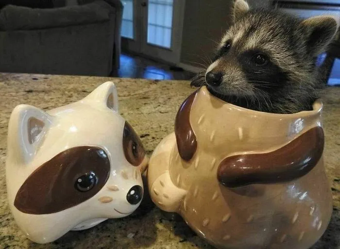 Mapache con su armadura