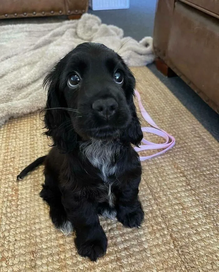 Esta es Lily poniendo ojitos