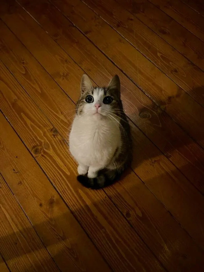 Mi pequeño peludo