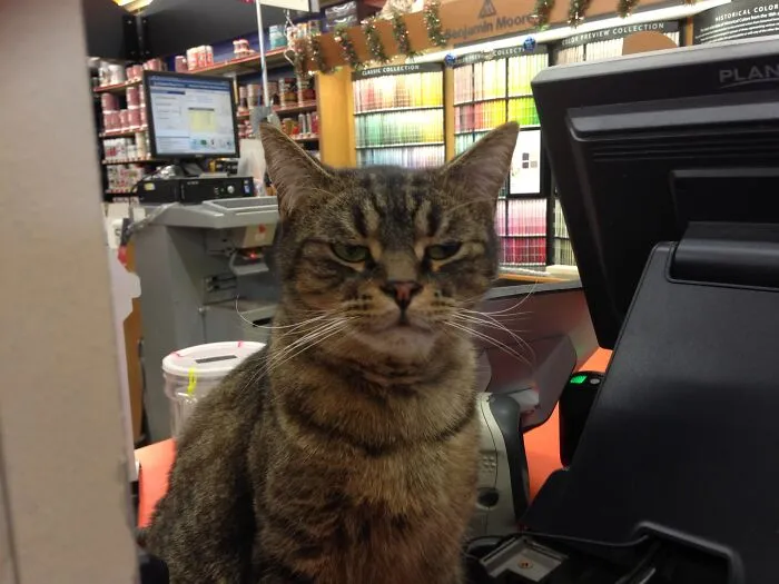 Saw This Skeptical Cat At My Local Hardware Store