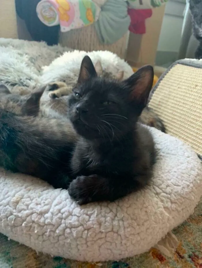 This Is Bear. A Kitten Who Can Convey More Skepticism Than Most Actors