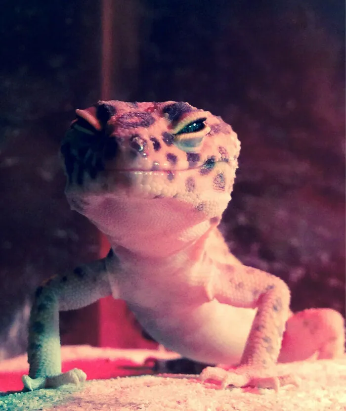 This Is My Skeptical Gecko