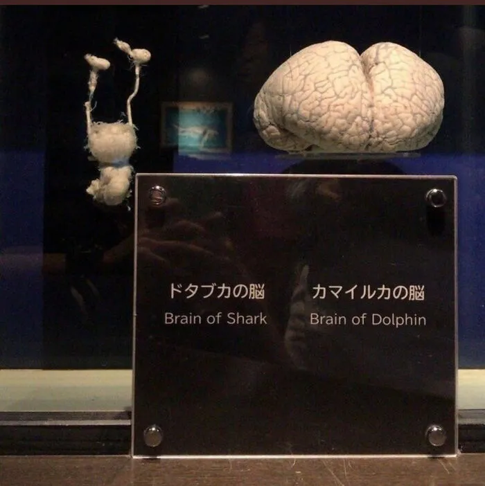 El cerebro de un tiburón vs. el cerebro de un delfín 