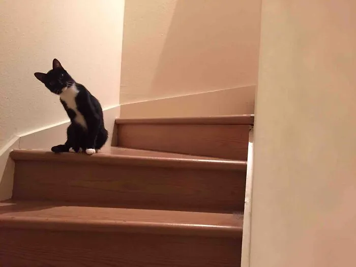 I’m Cat Sitting For A Curious But Skeptical Cat