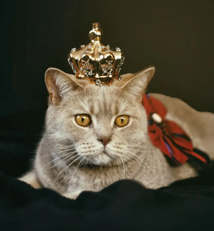 Timeless Cats