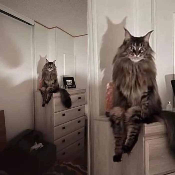 The Owner Of The Photo Says: "I Suddenly Woke Up At Night And Found My Cat Sitting Like This And Looking At Me!"