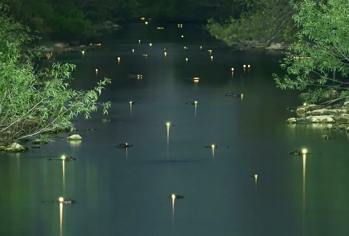 The Shining Eyes Of Gators In The Everglades