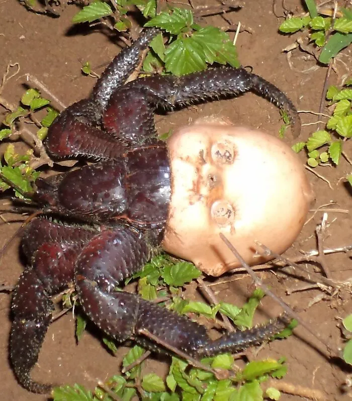 Hermit Crab Using A Discarded Doll Head For A Shell