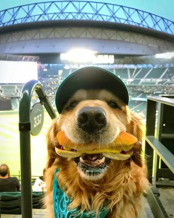 Good Boy Got The Photo 10/10