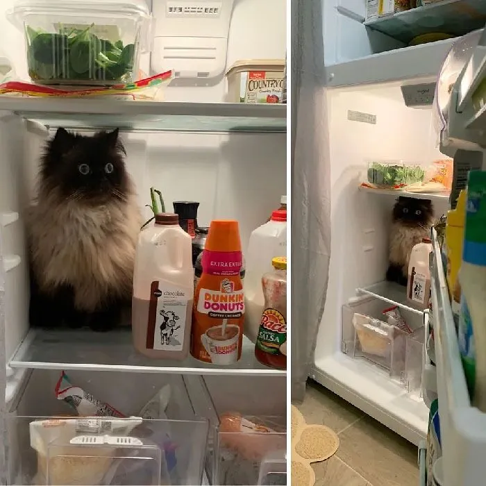 Sometimes Noodle Prefers To Have His Existential Crisis In The Fridge