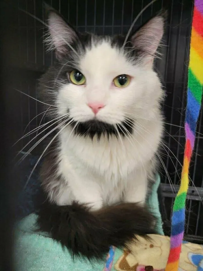 Girlfriend And I Adopted Our First Kitty Yesterday. Say Hi To Poe!