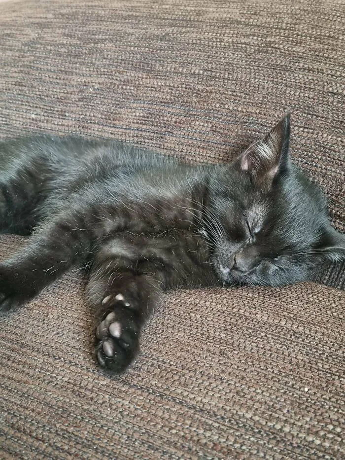 Say Hello To Nero, Our New Baby!